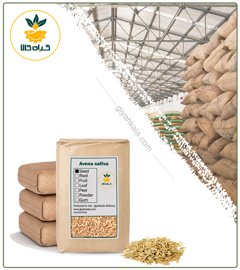 Bulk Dried Oat Seeds