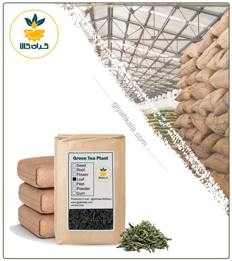 Bulk Dried Gunpowder Iranian Green Tea