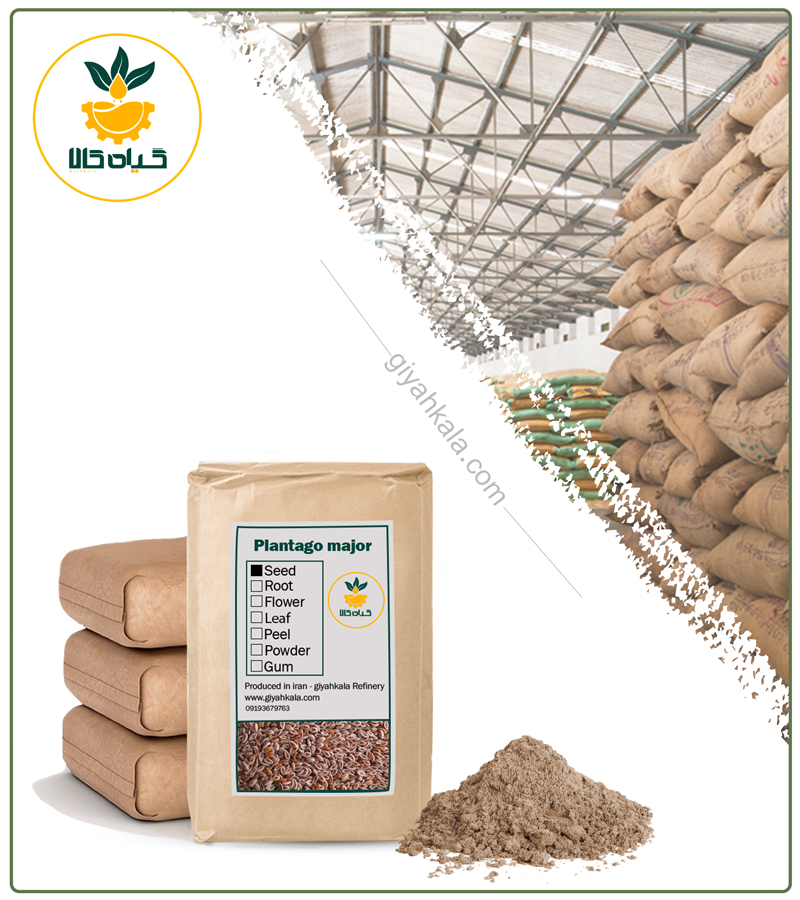 Bulk Dried Plantain Seeds Powder