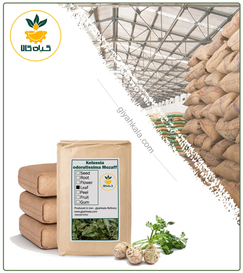 Bulk Dried Kelussia Mozaff