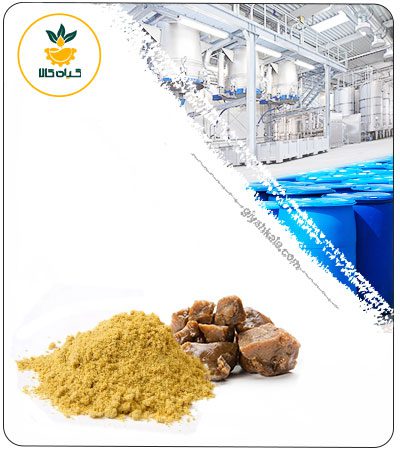 Dried or Powder Asafoetida Gum Extract