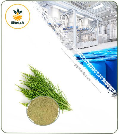 Horsetail Powder Extract