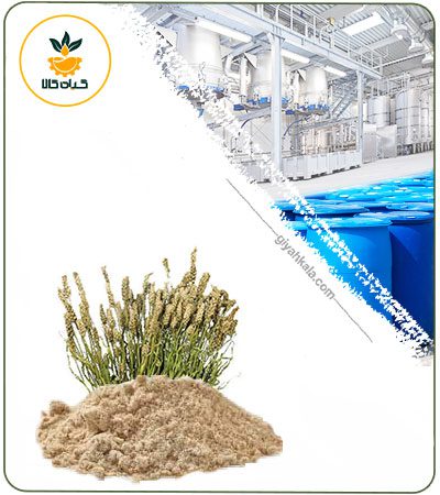 Psyllium Seed Powder Extract
