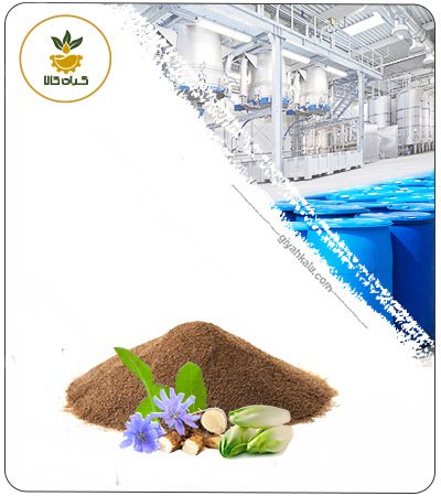 Dried or Powder Chicory Extract