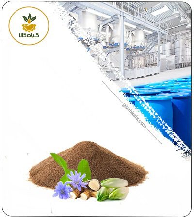 Powder Chicory Seed Extract