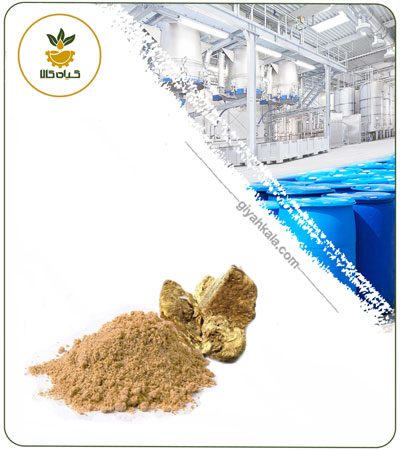 Dried or Powder Asafoetida Root Extract