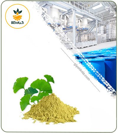 Gingko Dried or Powder Extract