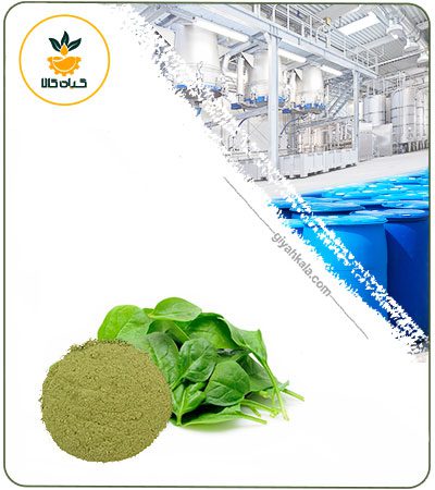 Spinach Powder Extract