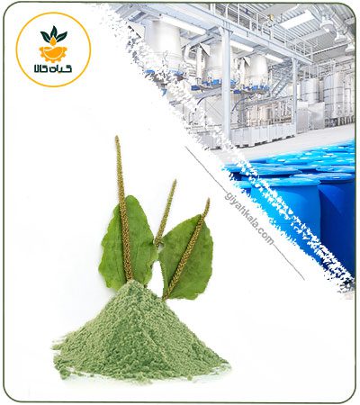 Plantain Powder Extract