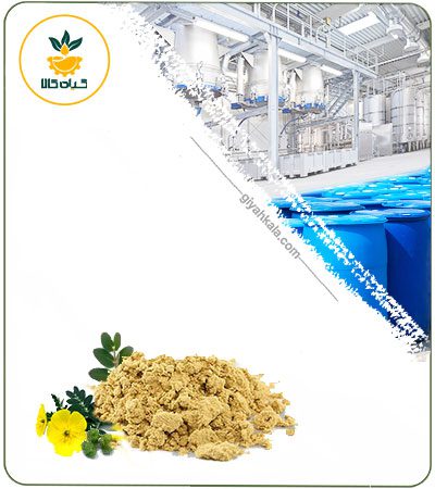 Bindii (Tribulus Terrestris) Powder Extract