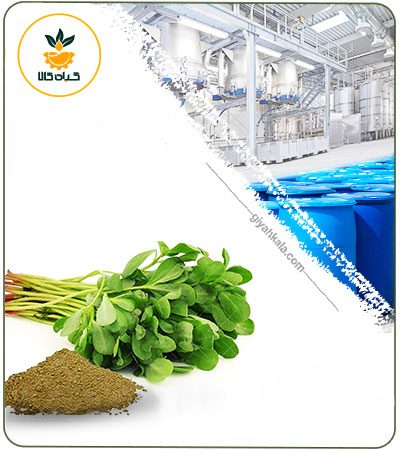 Purslane Extract Dried or Powder