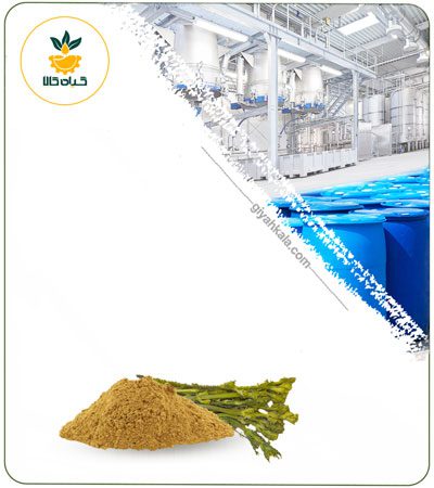 Ferulago Angulate (Chavir) Powder Extract
