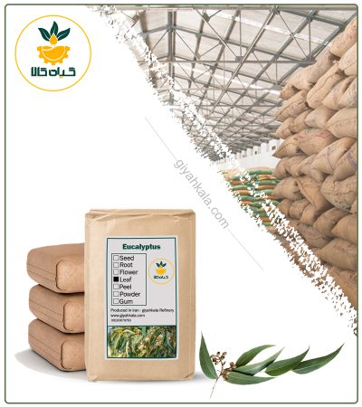 Bulk Dried Eucalyptus Plant