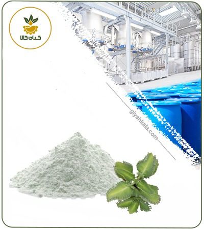 Bryophyllum Powder Extract