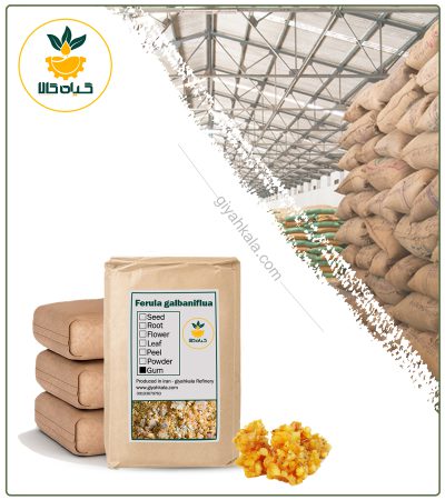 Bulk Dried Galbanum Gum