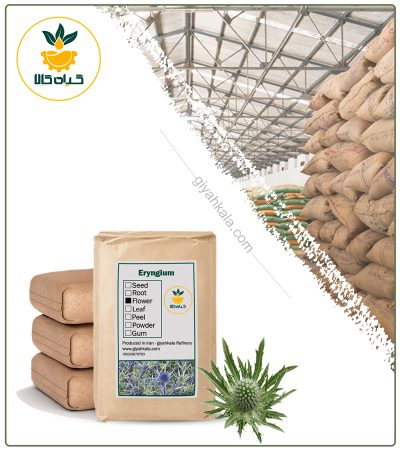 Bulk Dried Eryngium Sea Holly