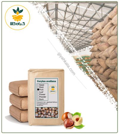 Bulk Dried Hazelnut Fruit