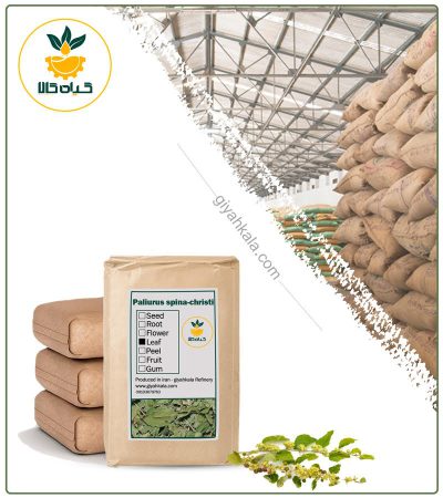 Bulk Dried Christ's Thorn (Paliurus spina-christi) Leaf