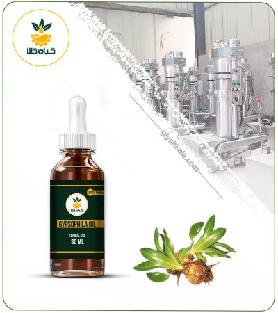 Gypsophila (Kondosh) Topical Oil