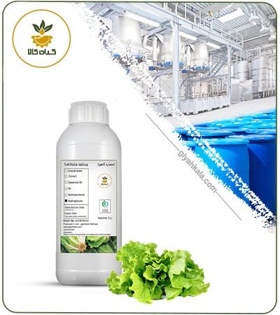 Lettuce Leaf Liquid Extract