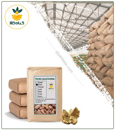Bulk Dried Asafoetida Root