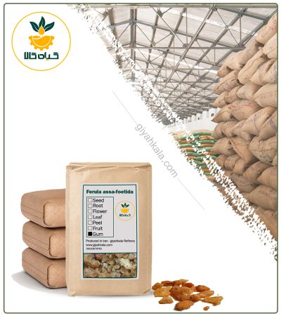 Bulk Dried Asafoetida Gum