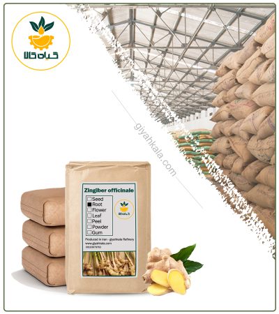 Bulk Dried Ginger Root